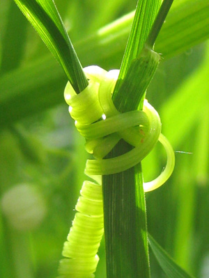 Rosie the Riveter appears in this twisted tendril, sweet pea vine. Nature Photo with Poem - Strength by The Poetry of Nature