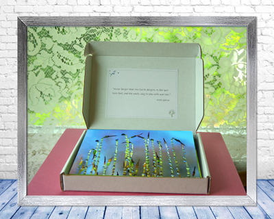 Meditation - Greeting Card Collection by The Poetry of Nature - Open view of box