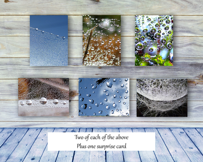 Spider Webs I - Greeting Card Collection by The Poetry of Nature - front and back of box